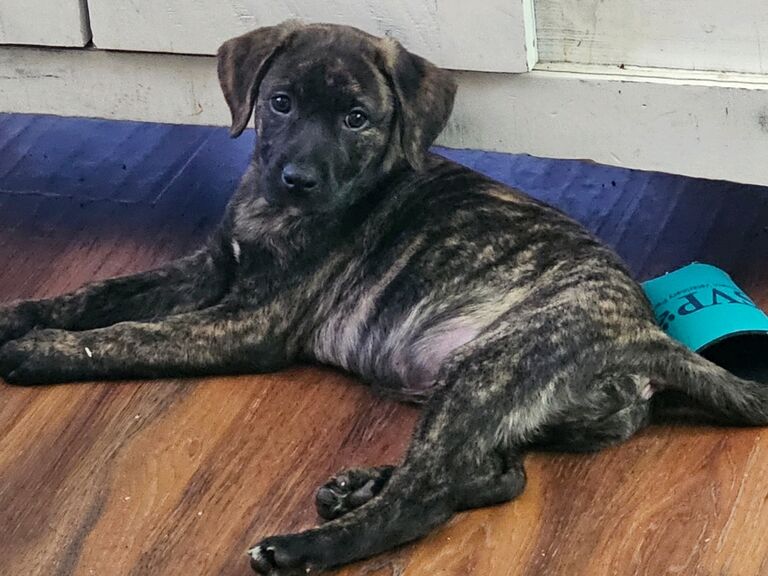 Ira was adopted on this day from the local animal shelter in Blairsville, GA 🐕