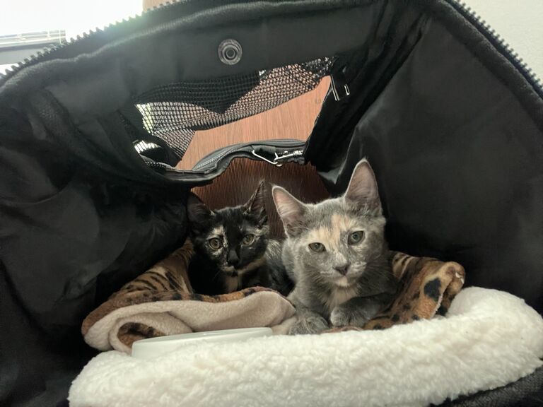 The one where they adopt Ziggy and Mochi