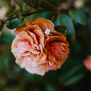 Gallery Photo 22