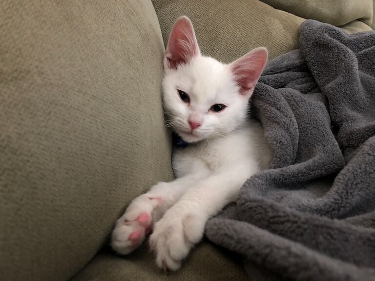 Ghost's Gotcha Day! 