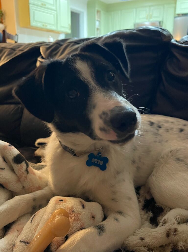 We rescued our sweet boy Otis