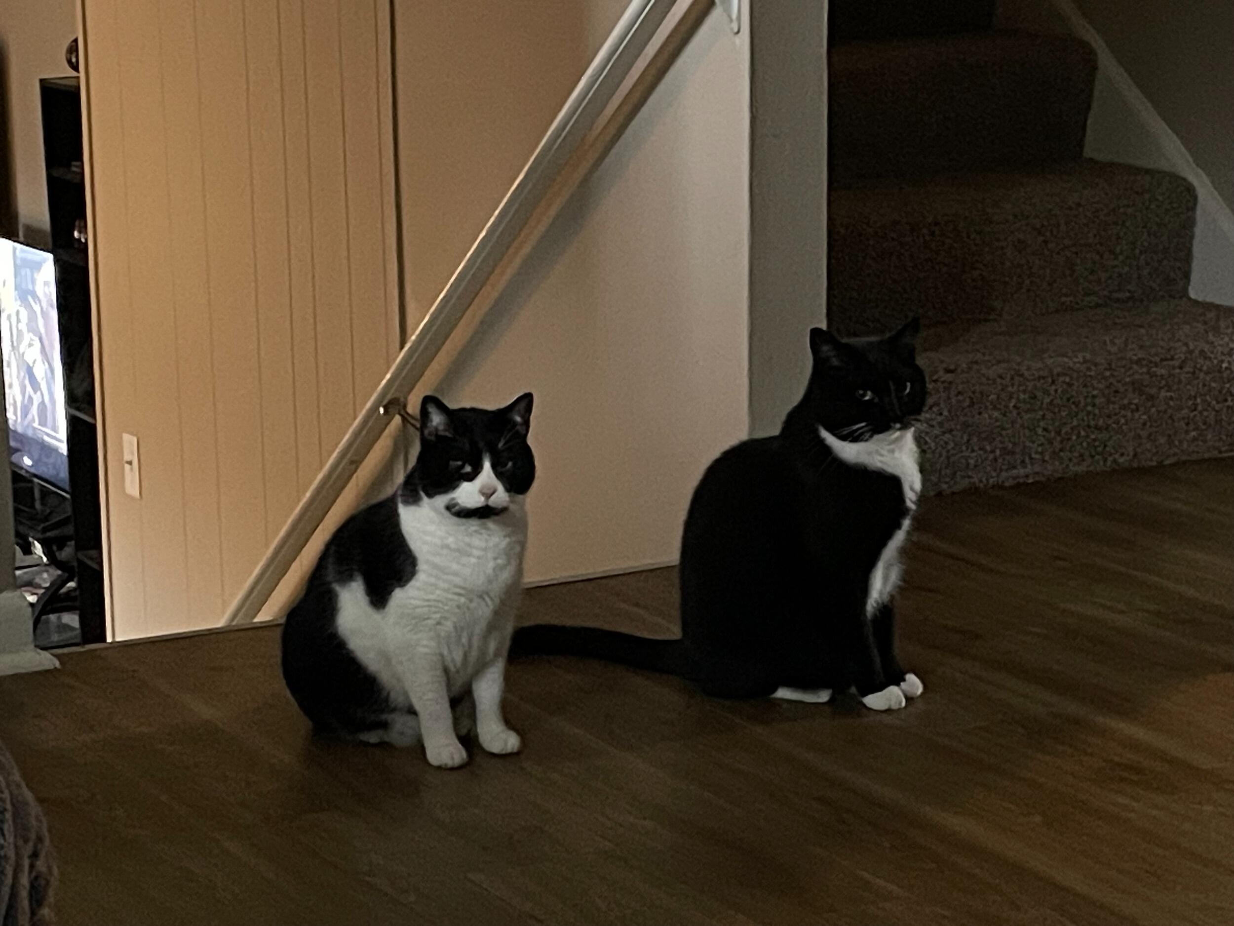 We moved into our first place together. Even our cats approved of each other!