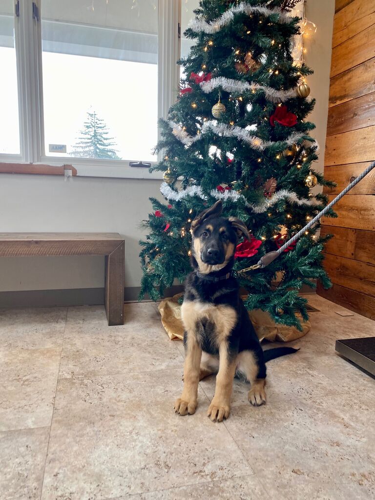  Sam & Pete add another 4-legged fur baby to the family. Introducing Ember! The perfect little sister for Nova.