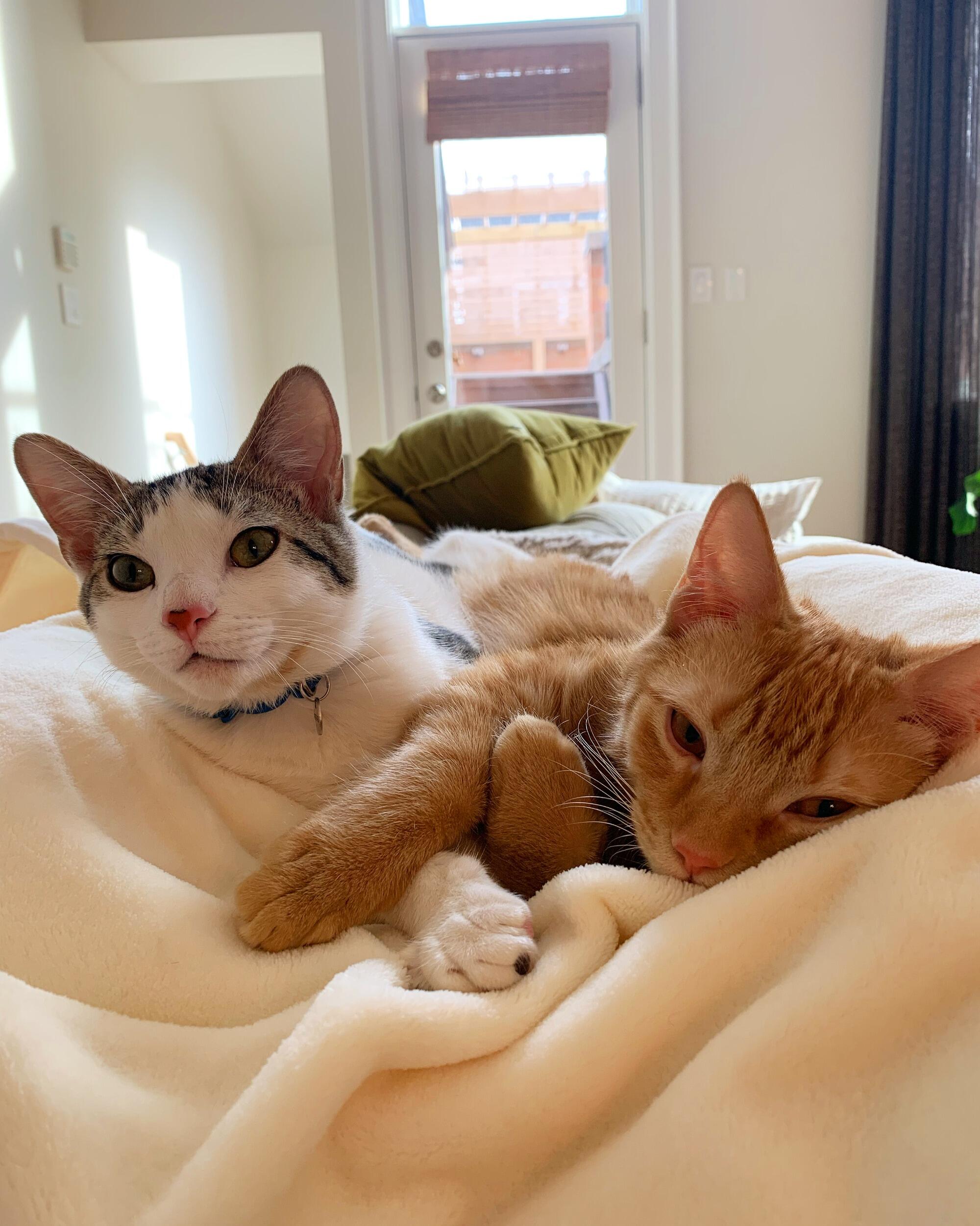 Soon after moving in, Caper and Lox were welcomed into the family.