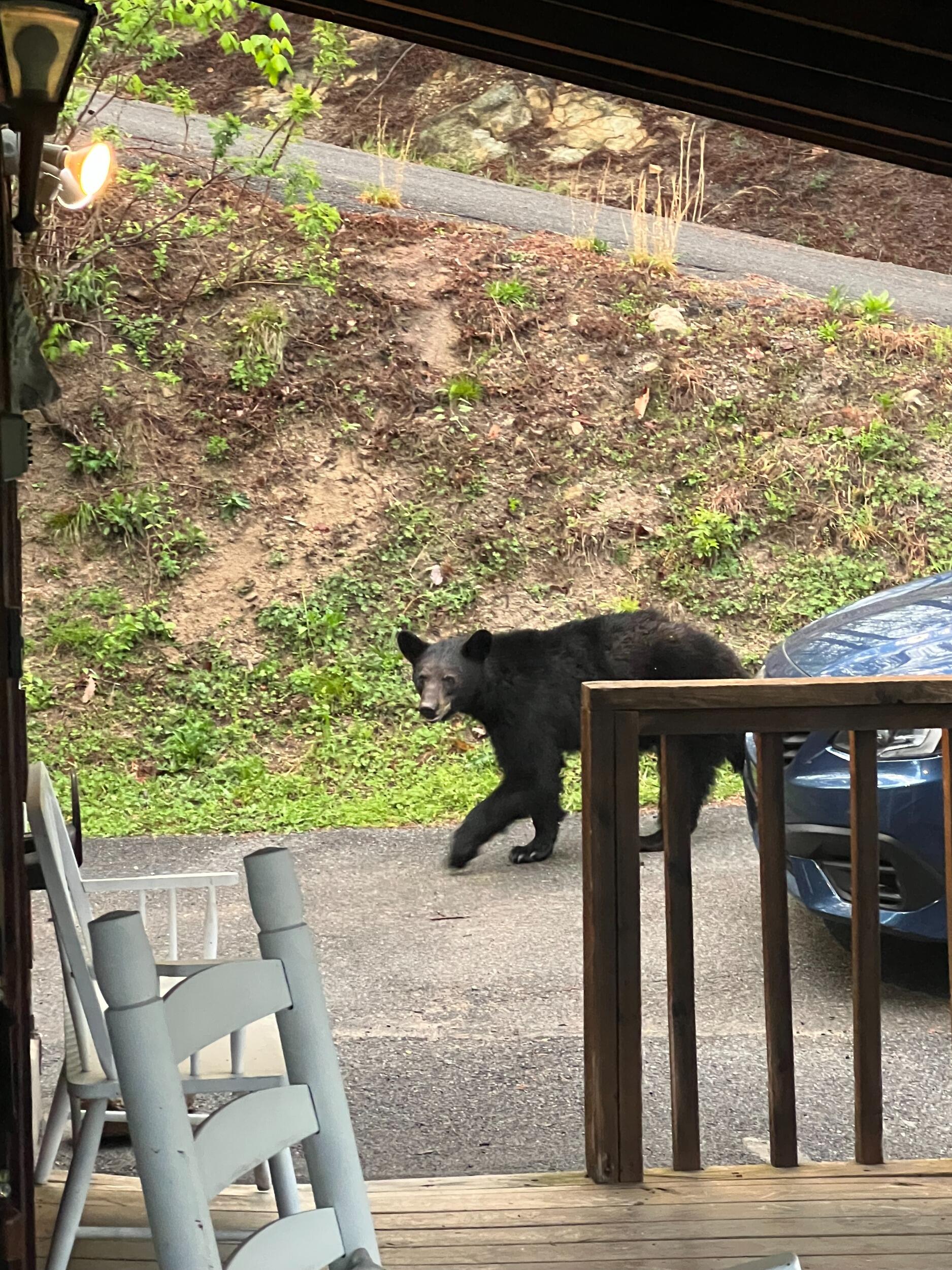 Ryan and Madison fell in love with the Smoky Mountains and had their first bear encounter!