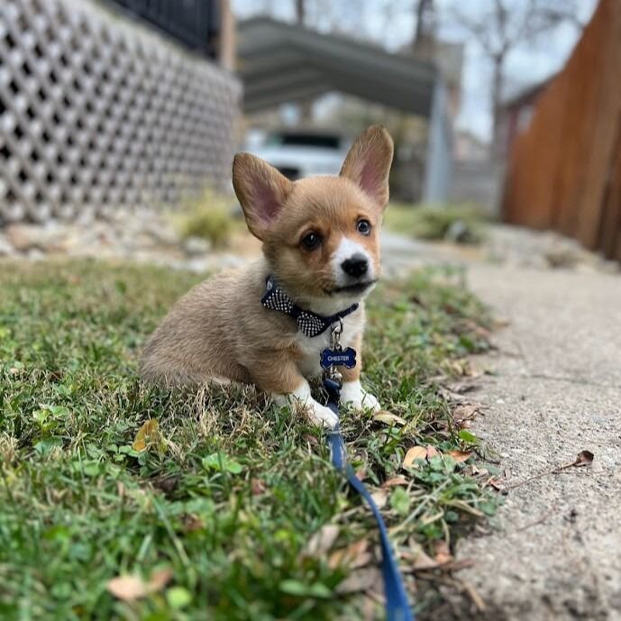 Meet Chester!