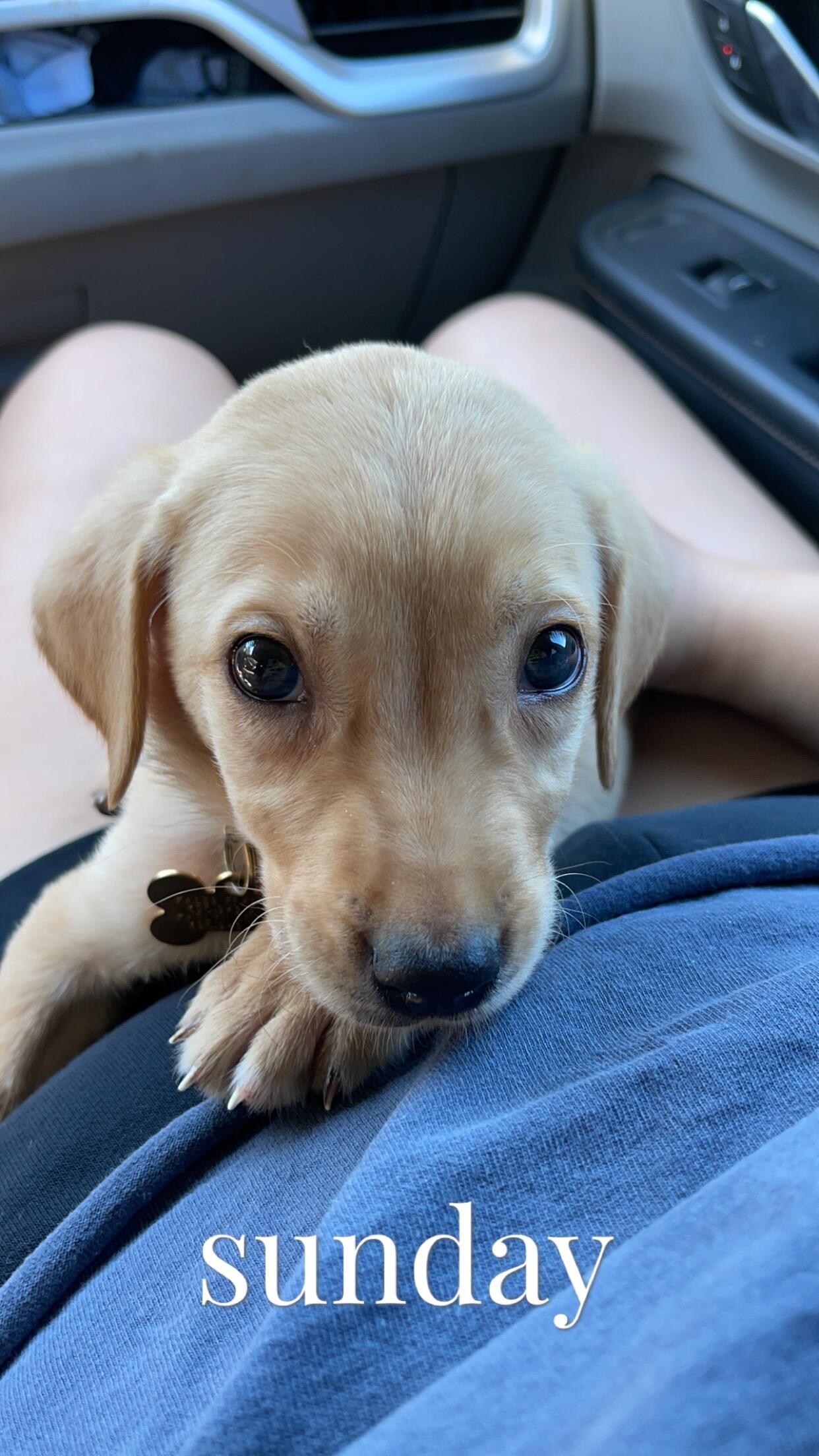 Made the addition to our family with Remi!