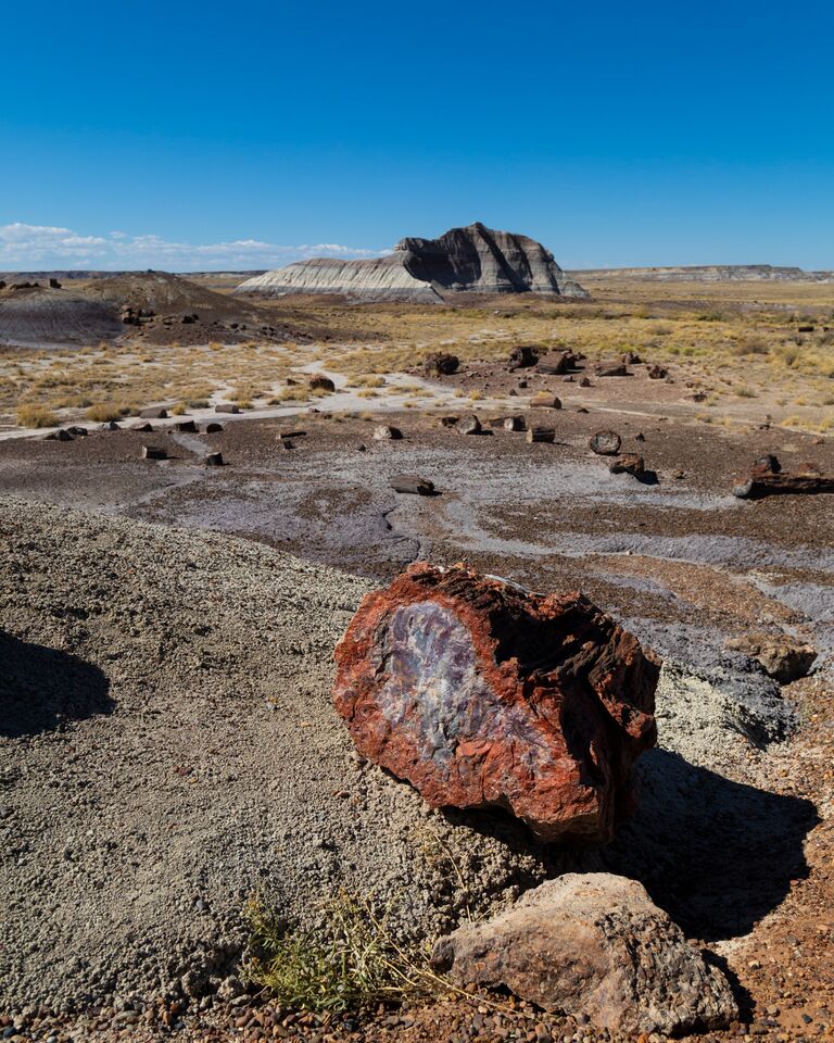  The day Ethan proposed! We were visiting Petrified Forest National Park during our move to Phoenix, AZ. This is the petified log that Ethan proposed in front of.