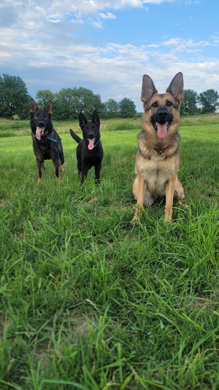 Donald didn't say "no" so we added in a third dog.