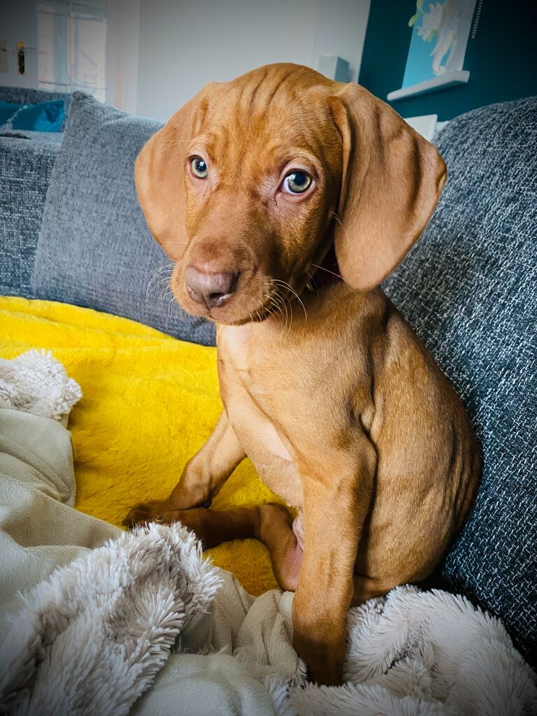 In 2020, we decided to expand our family. Brought our gorgeous little Nala home and since then we have been enjoying our long walks and hikes together.  