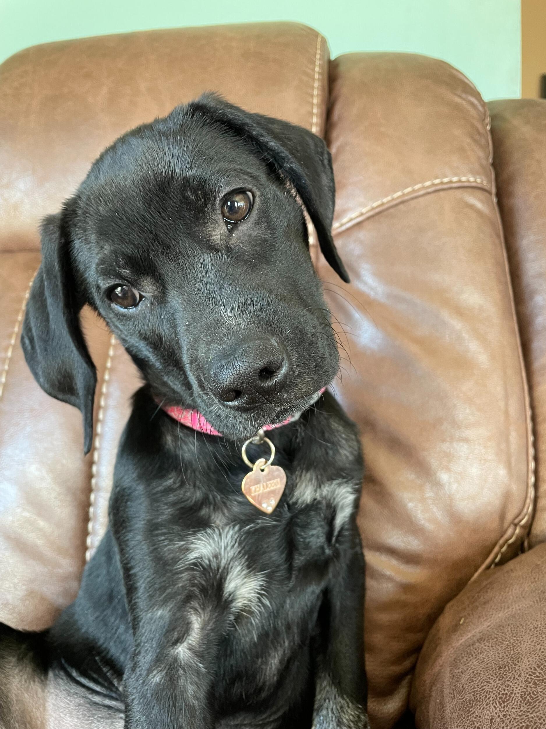 We adopted Khaleesi <3