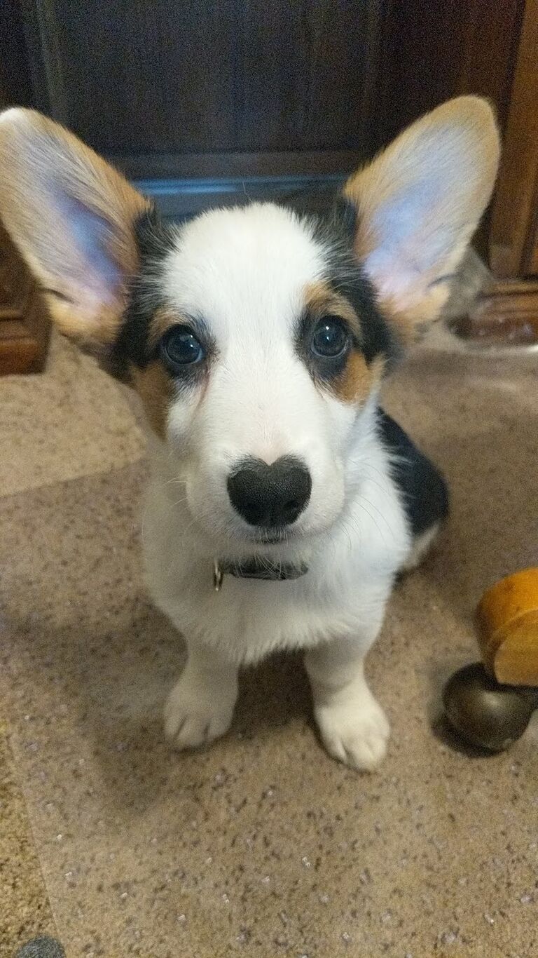 Mary & Chad's new puppy, Oliver <3