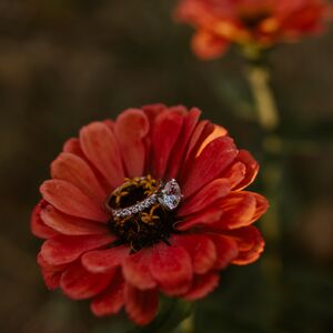 Gallery Photo 25
