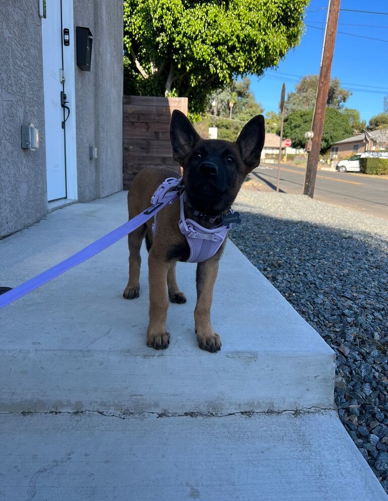 Stephanie and Dylan adopted their second puppy, sweet Charlie girl!
