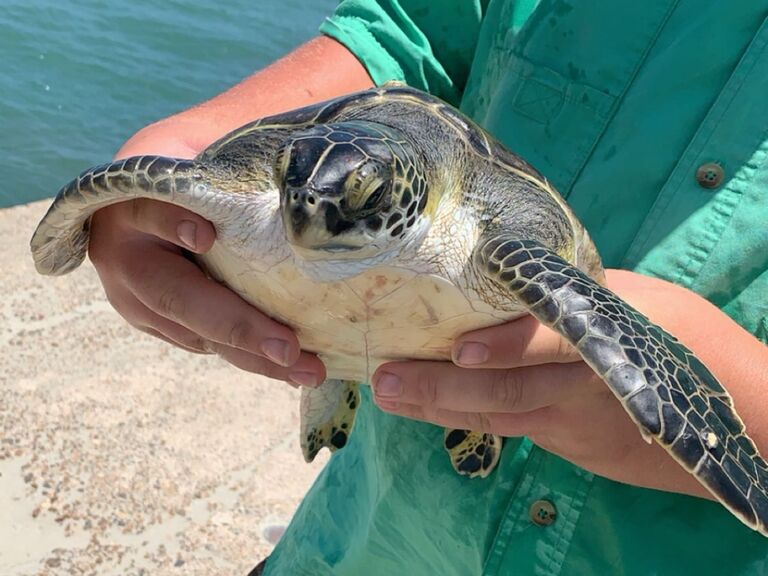 When Mark Saved this Sea Turtle who was Stuck in some Fishing Lines 