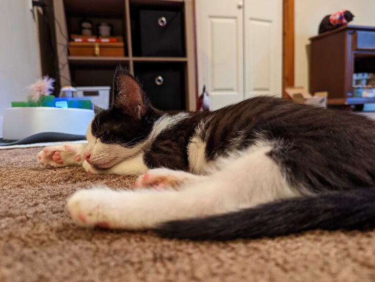 We moved into our first ever apartment together and quickly added our first baby! Mister Tiberius quickly made an impression on both of us and started our rescue addiction.