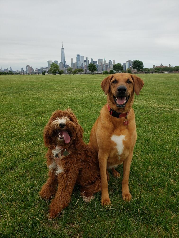 Our golden girls! Gracie and Penny.
