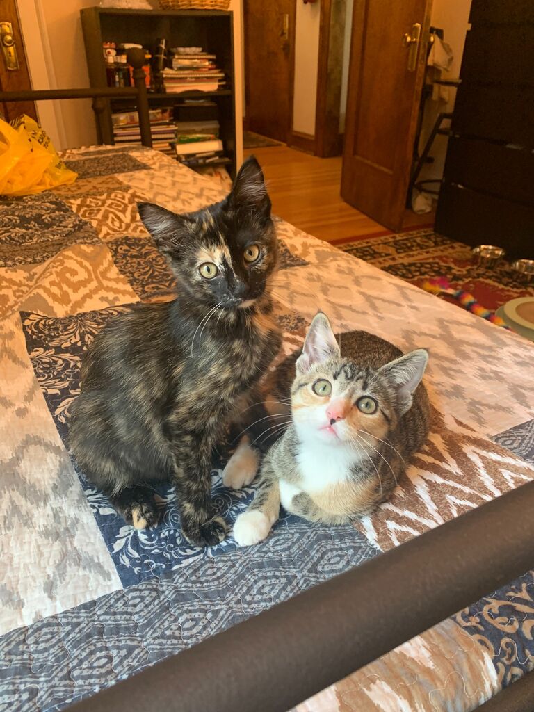 After accidentally kidnapping a neighbor's cat, Nick & Megan decide it's time to adopt their own. The Cat Distribution System did not disappoint: a friend of a friend's mom had found some cats under her barn in Minnesota. Welcome home, Peach & Zelda! (Our Nintendo princesses.)