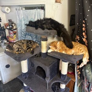Gallery Photo 37