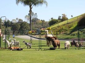 Haley’s Petting Zoo - Animal For A Party - Hemet, CA - Hero Gallery 1