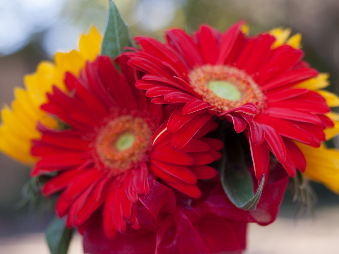 floral arrangement with red Gerbera daisies