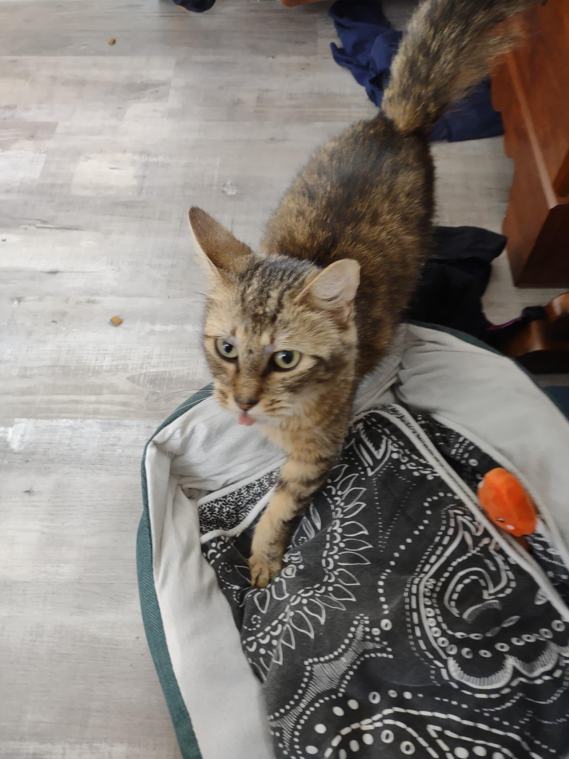 The Day We Brought Home Sunny from the Erie County SPCA.