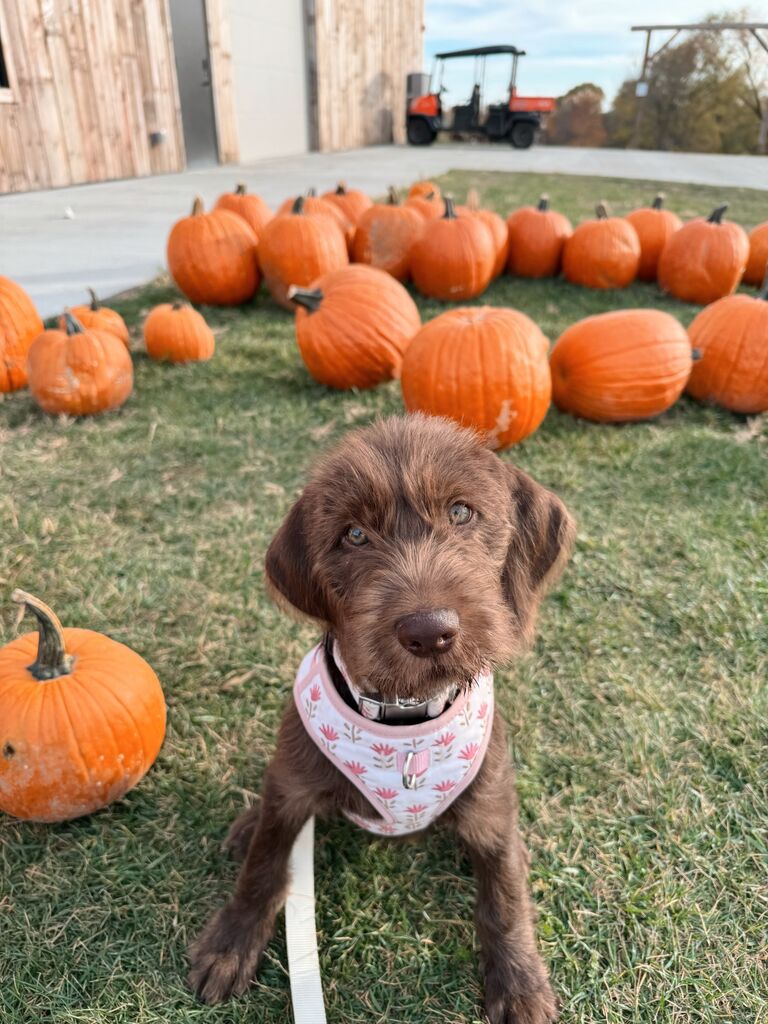 Became pup-parents to Freya