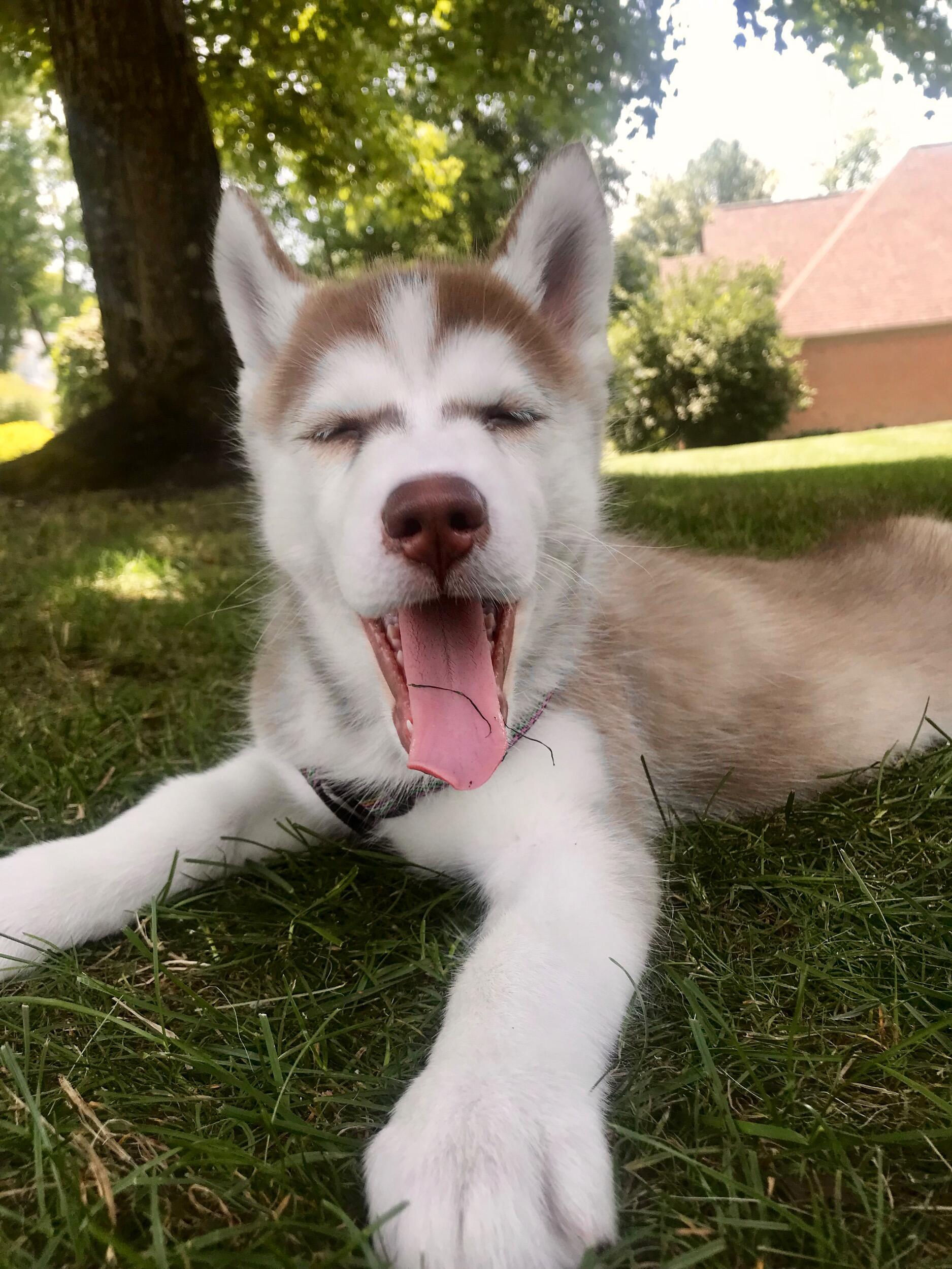 Maya became part of our lives!!