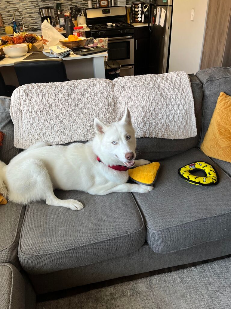 Adopted this sweet boy