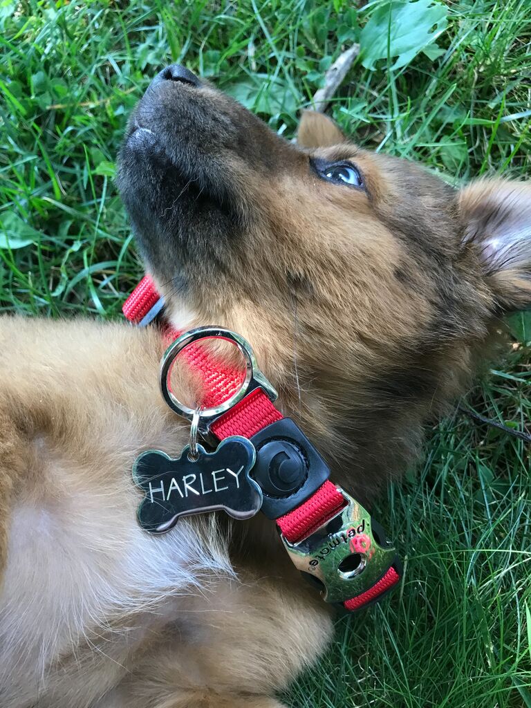 Adopted our baby Harley :)