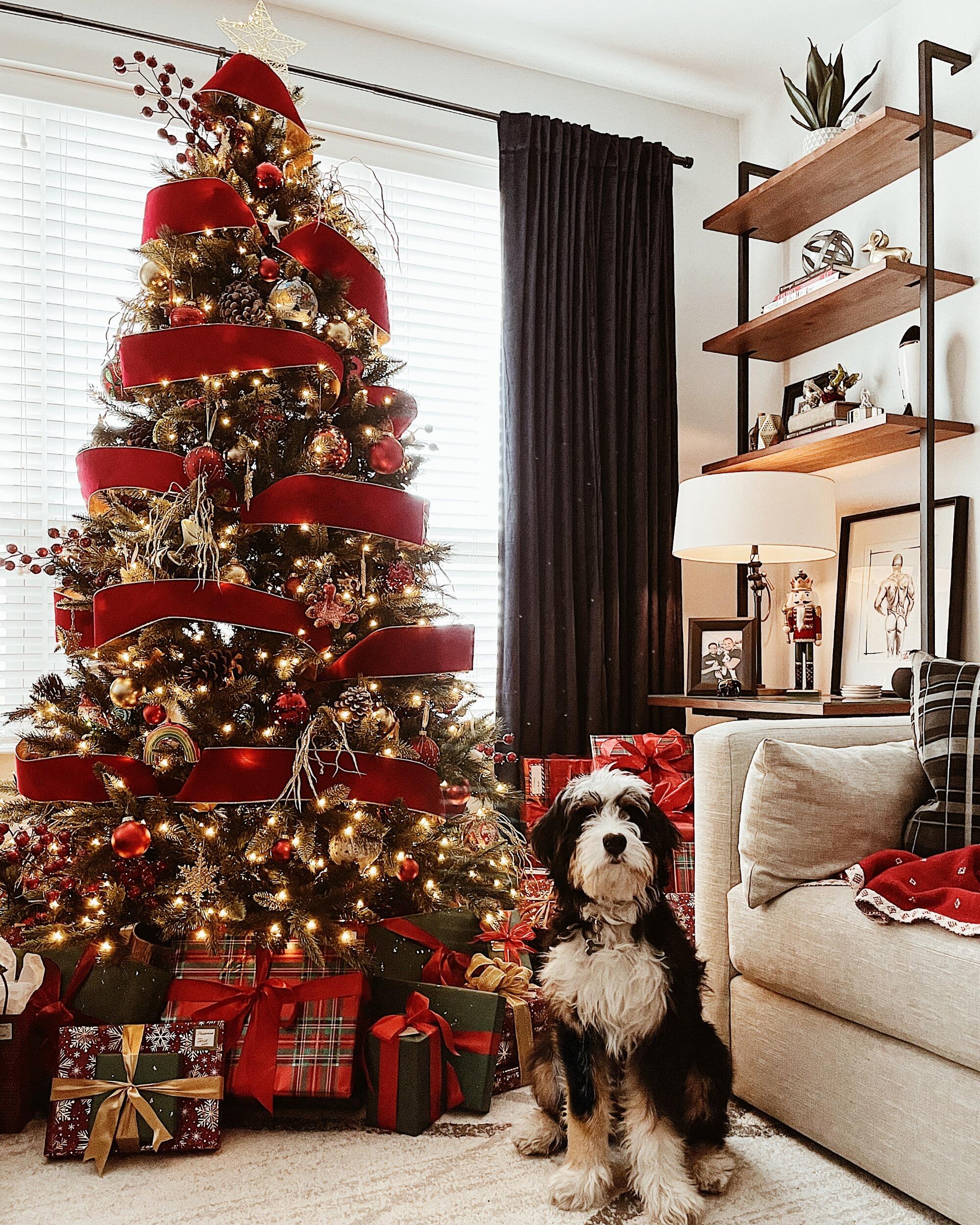 Louis And Raymond's First Christmas With Bruno Buddy!