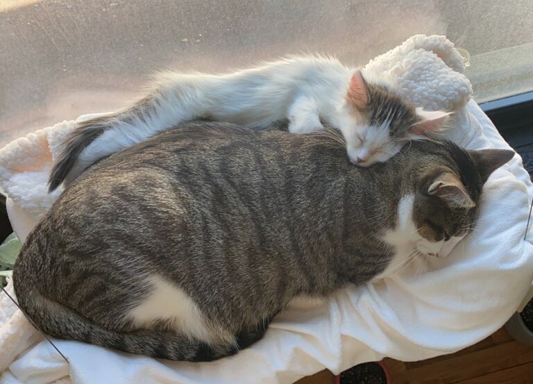 ...almost. (Mochi was put on a diet).