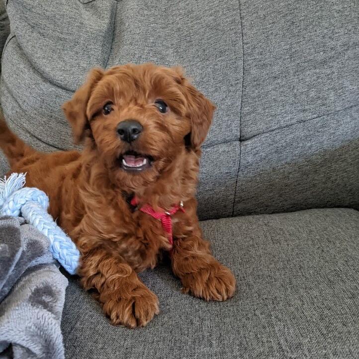 Our first child, Weasley, came into our lives wagging, snuggling, and making sure we never sleep in again. Life has been way better and fuzzier ever since.
