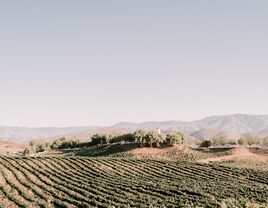 Leoness Cellars engagement photo location in Temecula