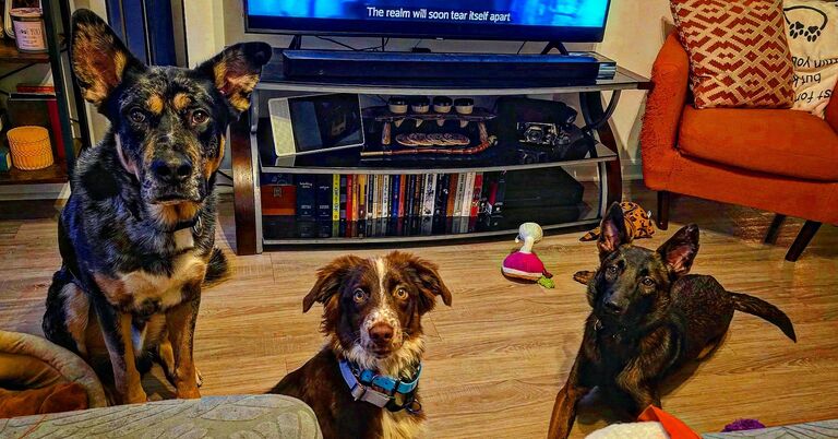 ▪︎Our Babies▪︎
Gotham Goose[Beauceron]
Espresso Bean Martini[AustrailianShepherd]
Bane Cypress Brooklyn[Malinios]