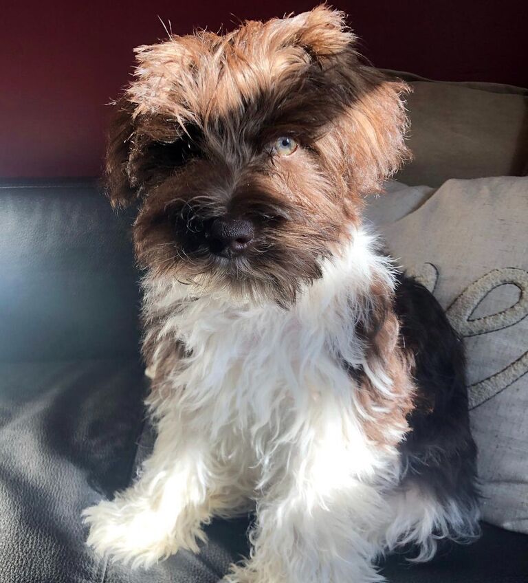 Since we are both huge dog people, we had to get a fur baby of our own! We welcomed MILO to the start of our family.