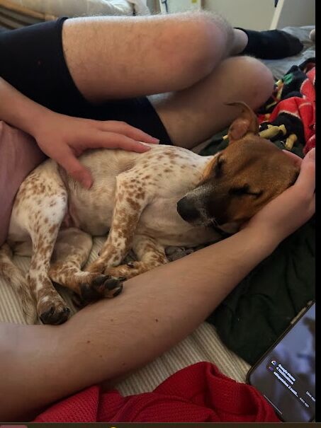 And finally, we adopted one more. Fauna. Not our best decision, as we got her the day before I got major knee surgery, but we love her more than anything. 