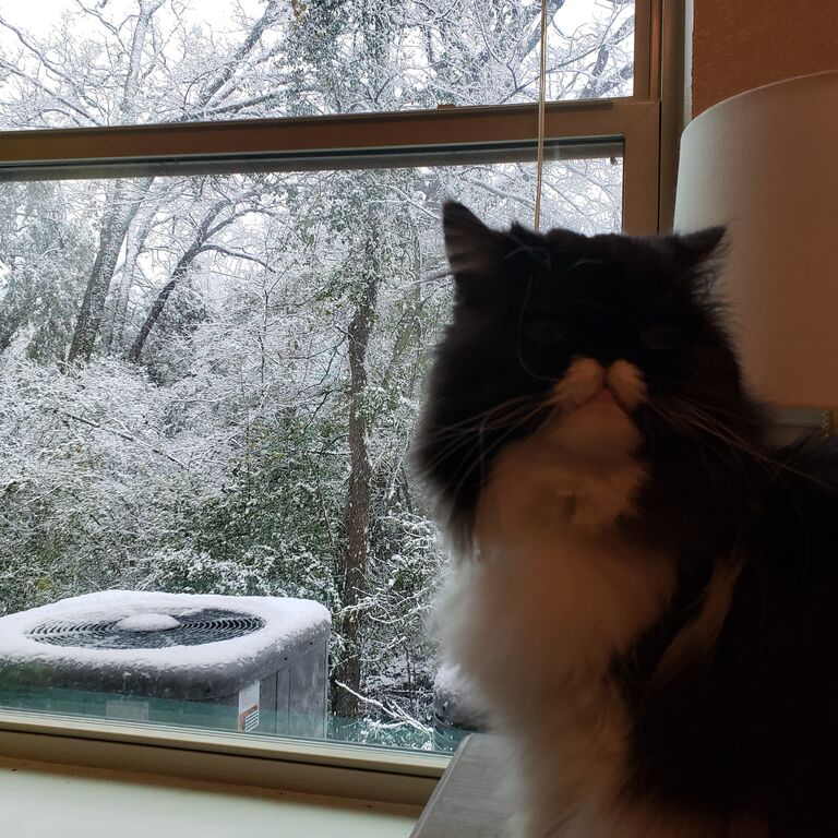 First snow day with Jinx