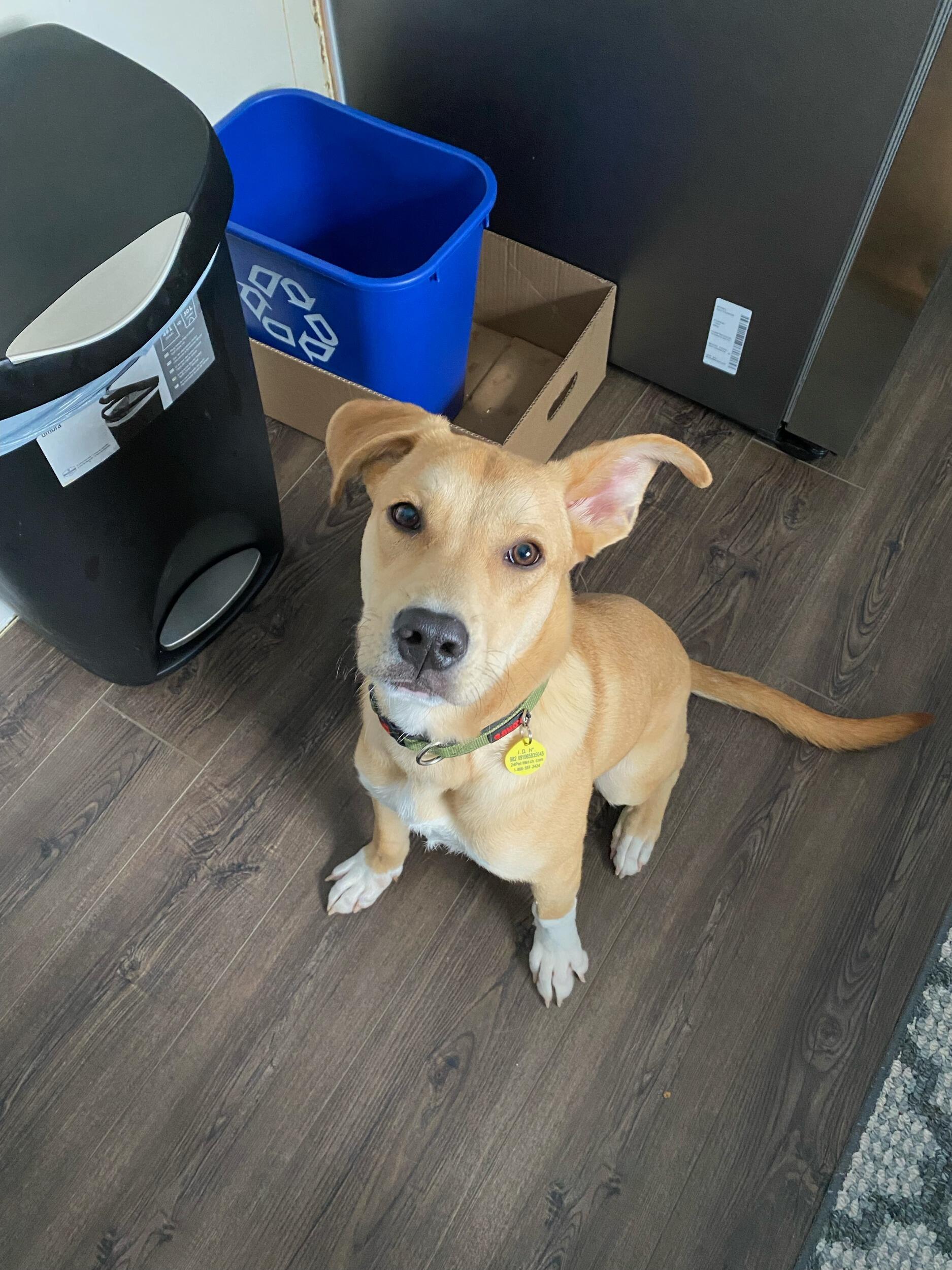 We got Biscuits and Gravy, our first dog. 