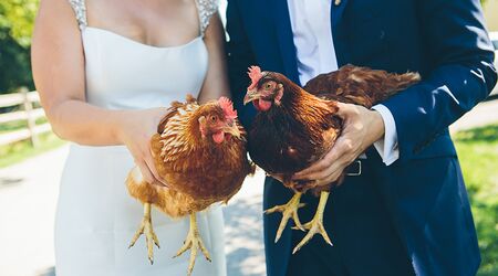 Chicken in Wedding Dress