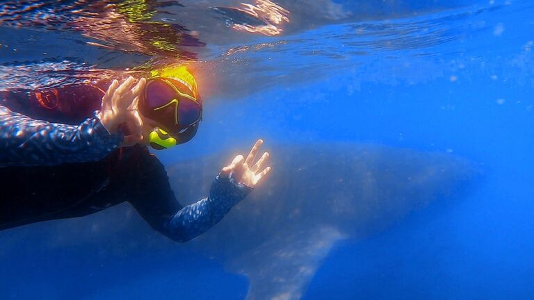 La Paz, Mexico:
We FINALLY see an elusive & magical whale shark -- Sarah is happy