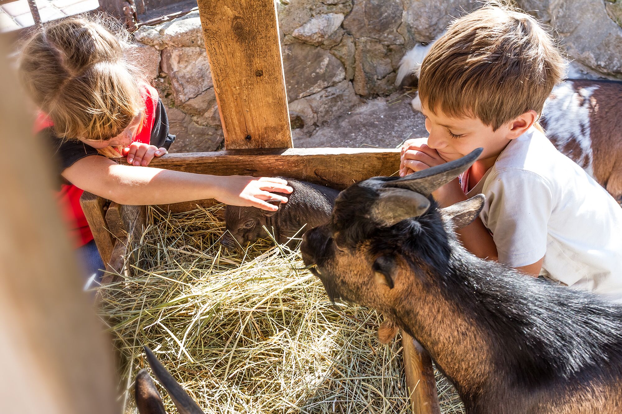 kids with a petting zoo