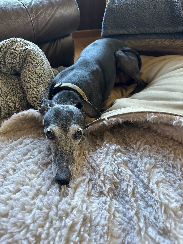 Scarlett - Zoe's OG hound #1