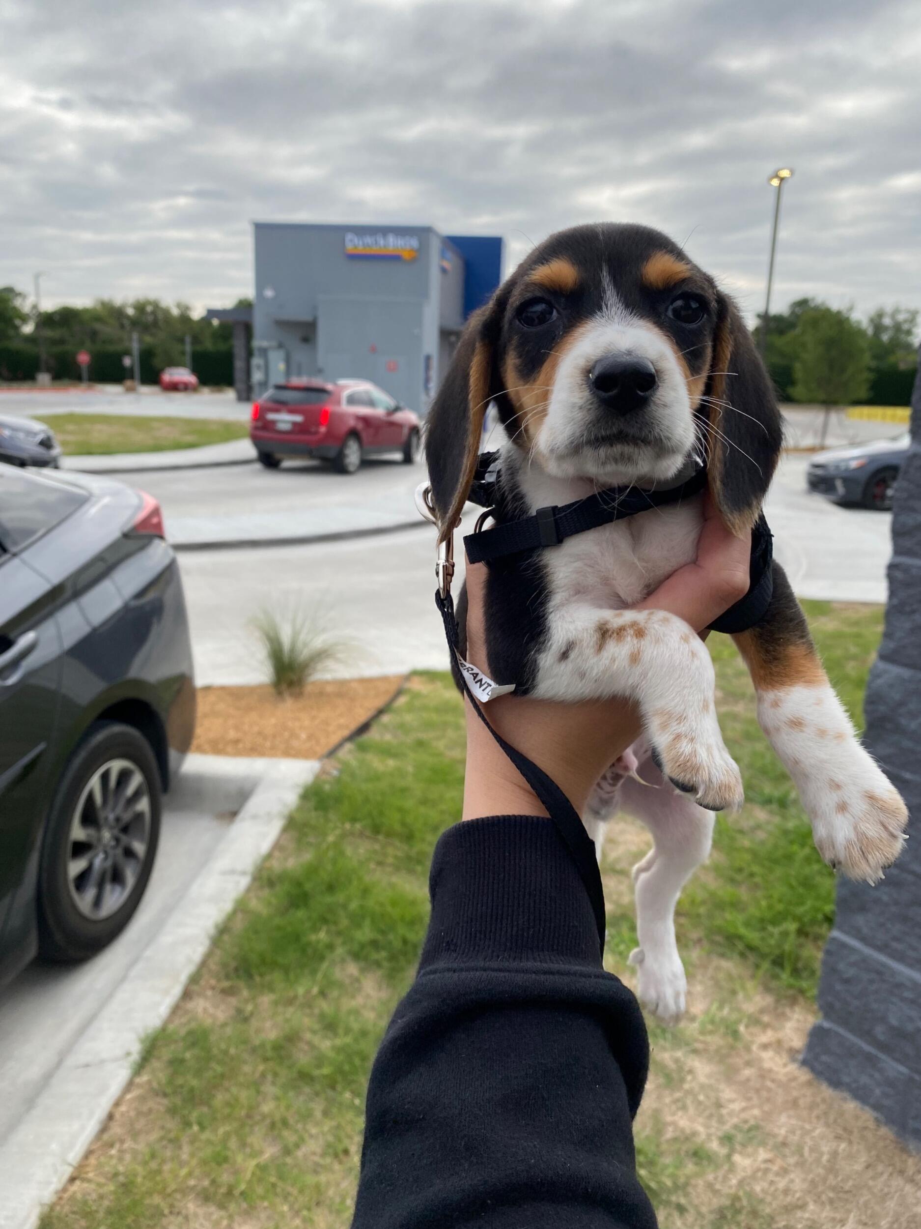 Brought home our Finny boy