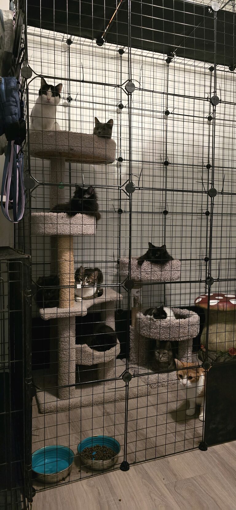 I spy 10 happy kitties😻