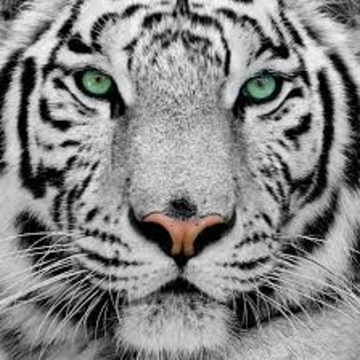 Tiger Mega Mix - DJ - Villa Park, IL - Hero Main