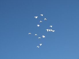White Doves of Pittsboro - Event Planner - Pittsboro, NC - Hero Gallery 2