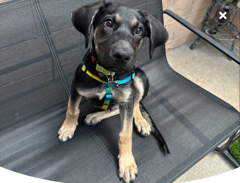 2 Month old Lil Baer