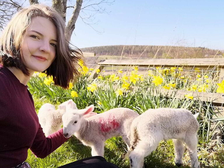 Pet lambs
