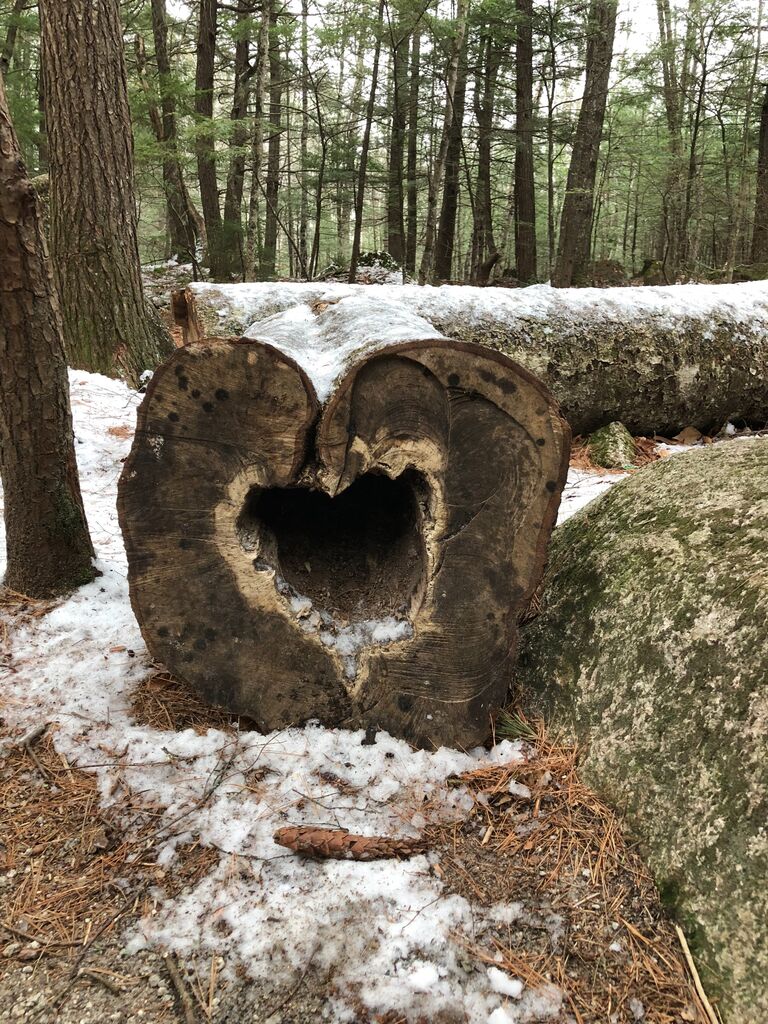Josh and Sarah found a tree trunk in the shape of a heart while celebrating their 3 year anniversary in Jackson, NH!